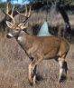 deer-shark