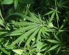 Cannabis leaf